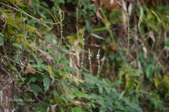 Justicia wynaadensis